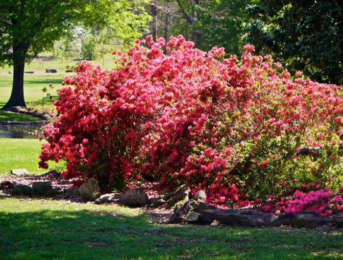 Un jardín con flores de color rosa Descripción generada automáticamente con confianza media
