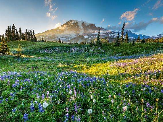 Hermosa vista del Parque Nacional Mount Rainier, una de las mejores cosas que hacer en Seattle