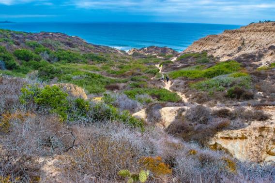 Senderos en la Reserva Natural de Torrey Pines que dan al océano.