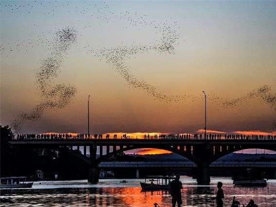 Una de las mejores cosas que hacer en Austin, ver los murciélagos del puente