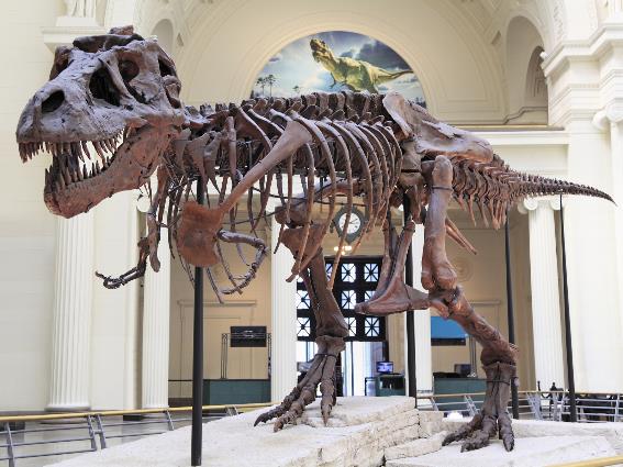 Dinosaurio en el Field Museum, una de las mejores cosas que hacer en Chicago