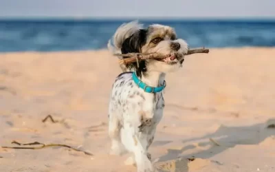 Las mejores playas para perros de Miami