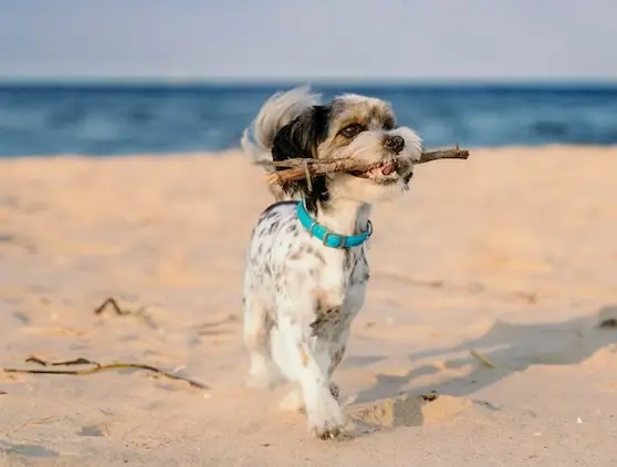 Los mejores parques y playas para perros de Miami: Guía completa para dueños de mascotas