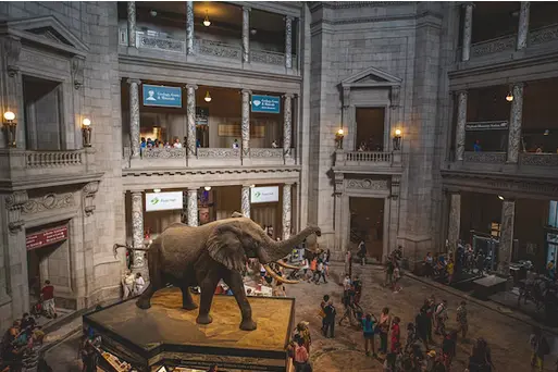 sala elefantes Museo Historia Natural NY