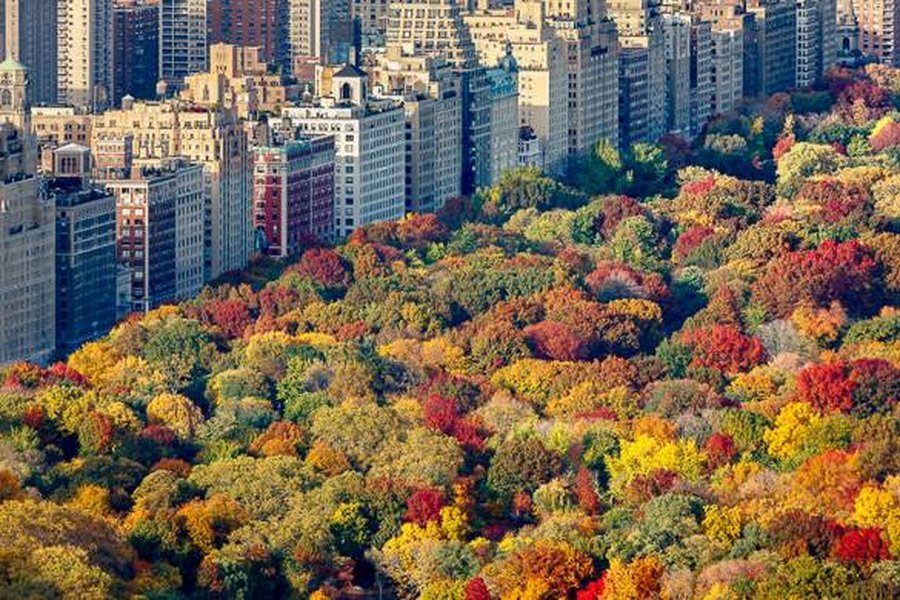 Central Park en otoño, un espectáculo visual de colores. Central Park en otoño con sus árboles de hojas rojizas y anaranjadas